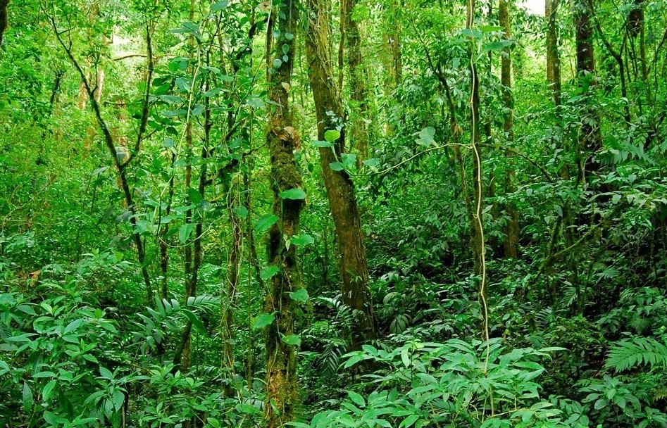 Mối quan hệ giữa tài nguyên thiên nhiên và sự phát triển kinh tế