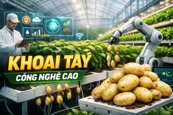 Canh tác không đất trong nghiên cứu giống khoai tây