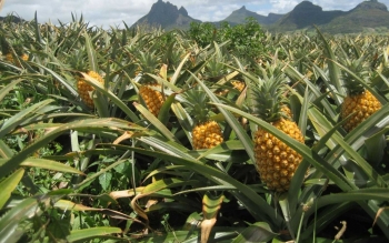 Hà Tĩnh: "Quả ngọt" từ trồng dứa liên kết