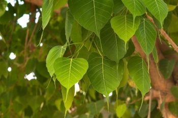 Cây bồ đề không chỉ là biểu tượng tâm linh mà còn là vị thuốc quý