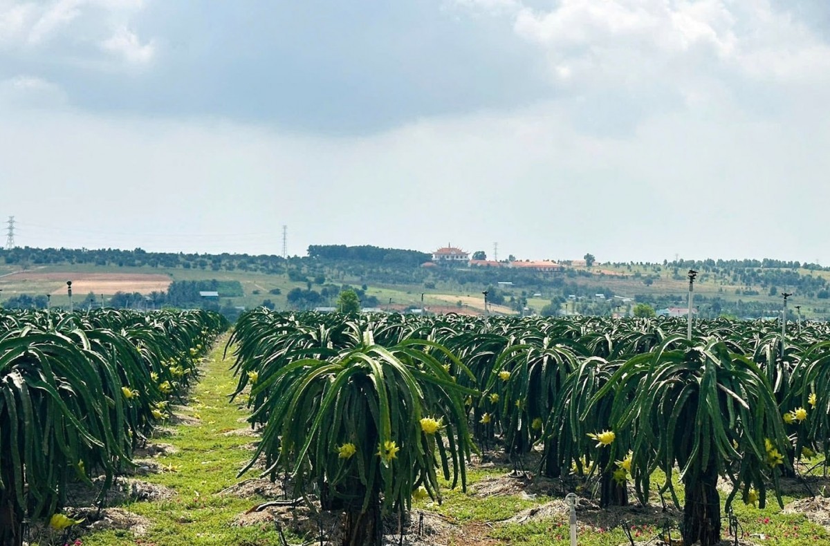 Chế biến cành thanh long thành phân hữu cơ