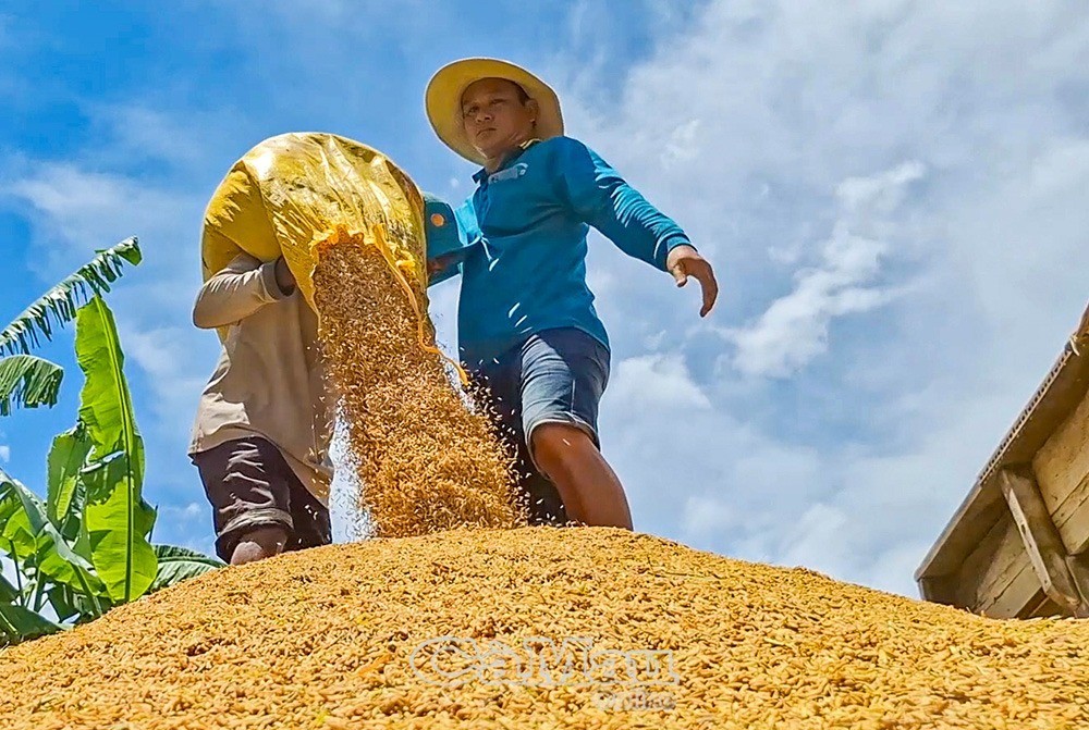Cà Mau: Vĩnh Mỹ hướng đến sản xuất lúa hữu cơ