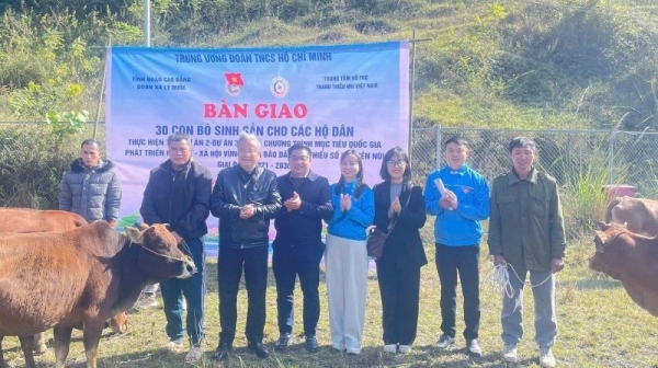 Trao bò sinh sản cho 30 hộ đồng bào dân tộc thiểu số xã Lý Quốc