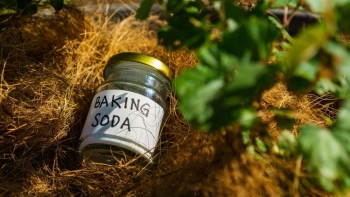 Baking soda ‘kháng sinh tự nhiên’ cho cây trồng: Phun đúng cách, nấm mốc biến mất