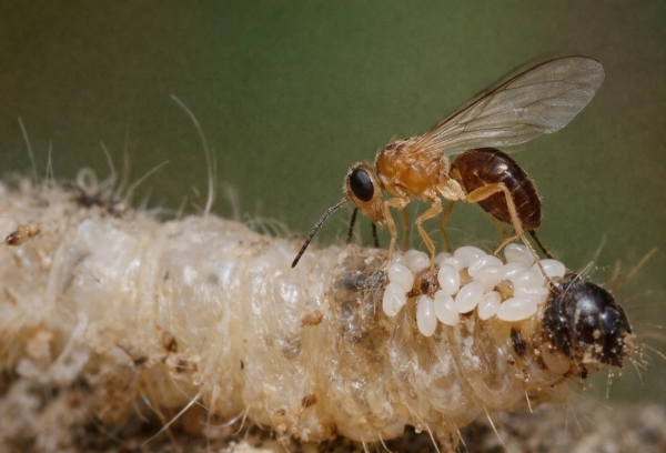 Nghiên cứu mới: Ong Bracon hebetor có thể trở thành lá chắn bảo vệ dừa Việt Nam