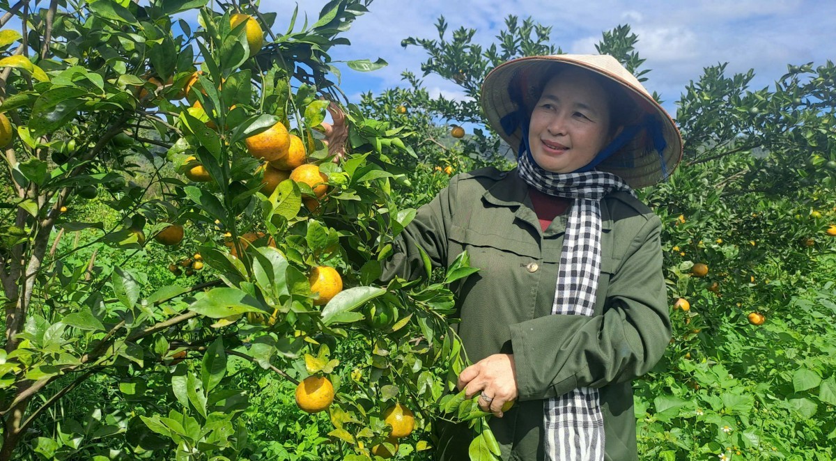 HTX Nông-Lâm nghiệp hữu cơ Quảng Phú: Hành trình hữu cơ trên vùng đá núi lửa