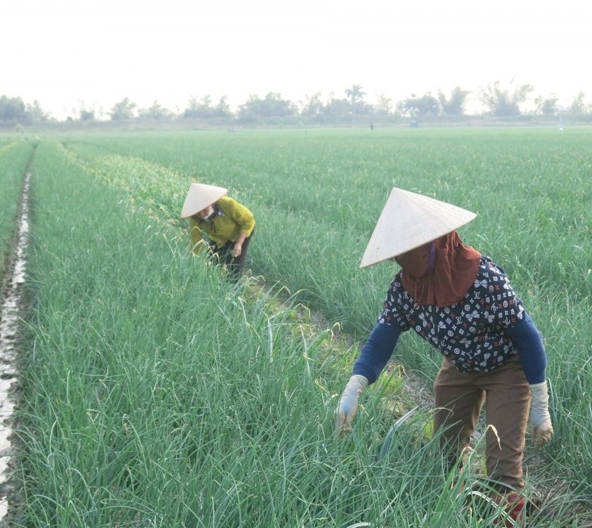 Tỏi - hành nâng cao giá trị chất lượng nông sản chủ lực trên cánh đồng Nam An Phụ