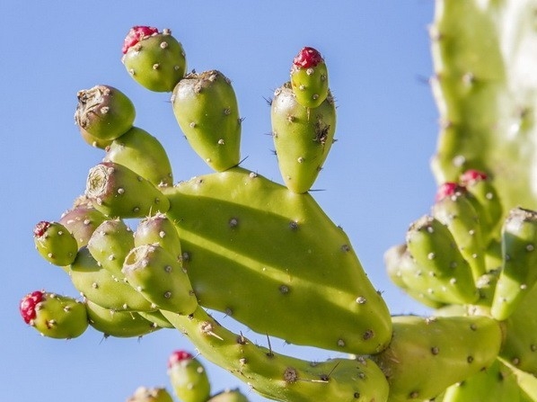 Khám phá công dụng chữa bệnh của cây xương rồng, rất ít người biết