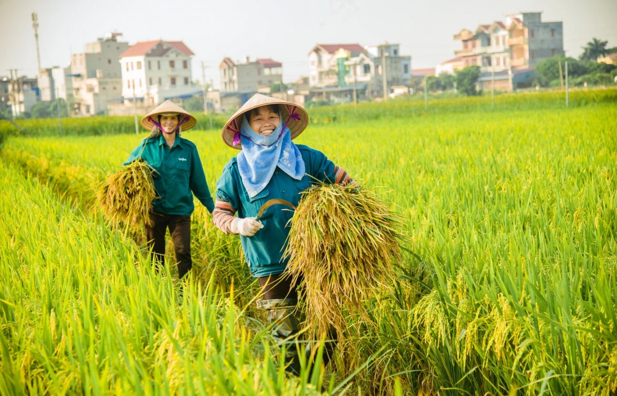 Thị trường hữu cơ hướng tới mốc nghìn tỷ USD - cơ hội cho Việt Nam