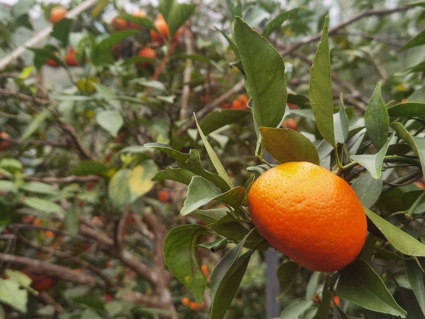 Những trái cam chín mọng tại vườn. Ảnh: Duy Tùng