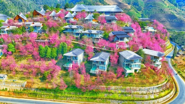 ruc ro sac hoa to day tren non cao mu cang chai