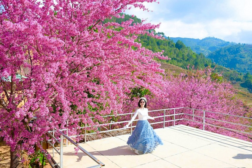 Rực rỡ sắc hoa Tớ Dày trên non cao Mù Cang Chải