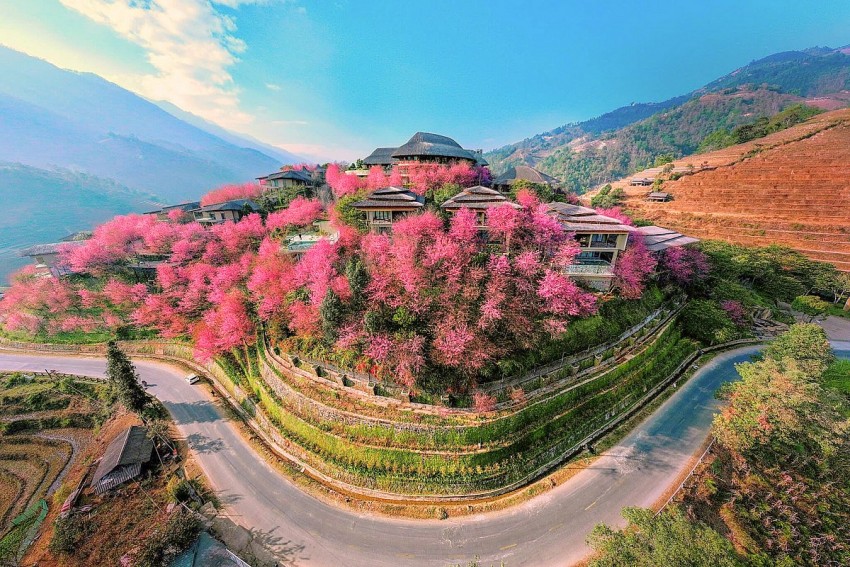 Rực rỡ sắc hoa Tớ Dày trên non cao Mù Cang Chải