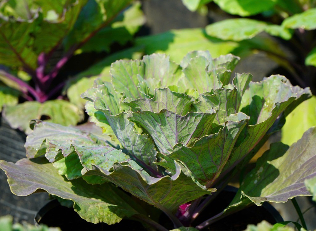 Nông dân Phước Lý tất bật chăm sóc hoa, rau phục vụ tết