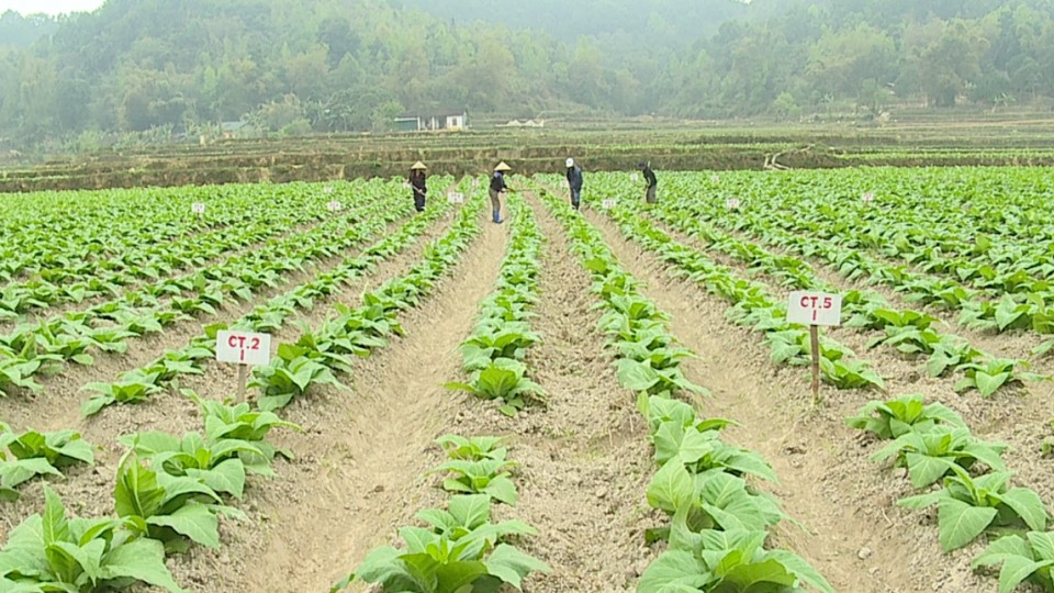 Nông dân giảm nghèo bền vững và làm giàu từ cây thuốc lá