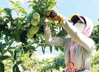 Xuất khẩu nông sản: "Bệ phóng" nâng cao giá trị và mở rộng thị trường