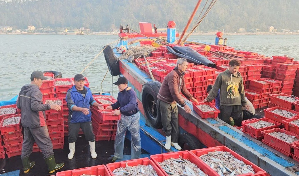 Nghệ An: Ngư dân phấn khởi trúng đậm hàng chục tấn cá cơm, “bỏ túi” hàng trăm triệu đồng