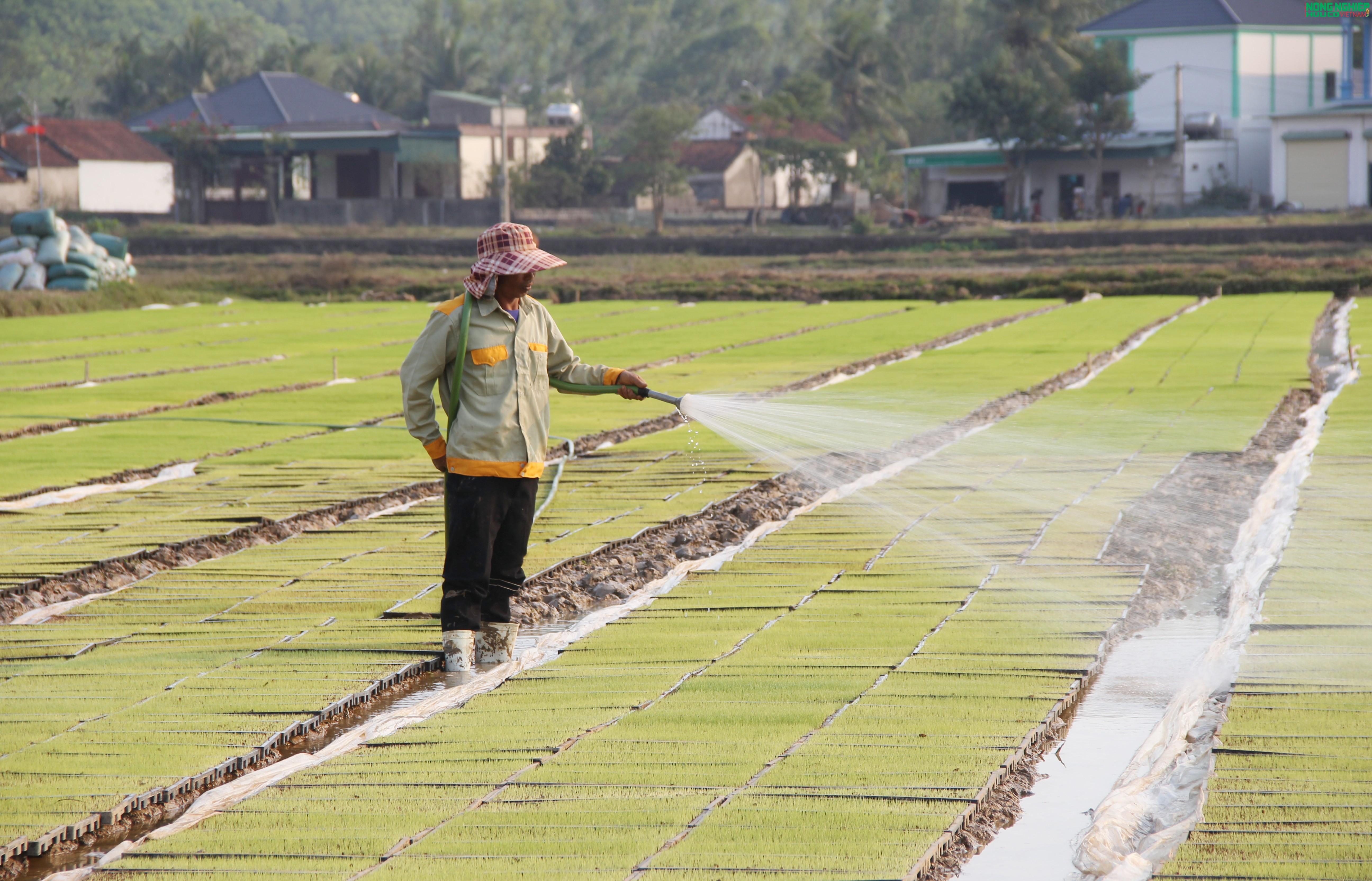 Nông dân xã Bình Minh tiên phong ứng dụng khoa học kỹ thuật, gieo mạ khay quy mô lớn