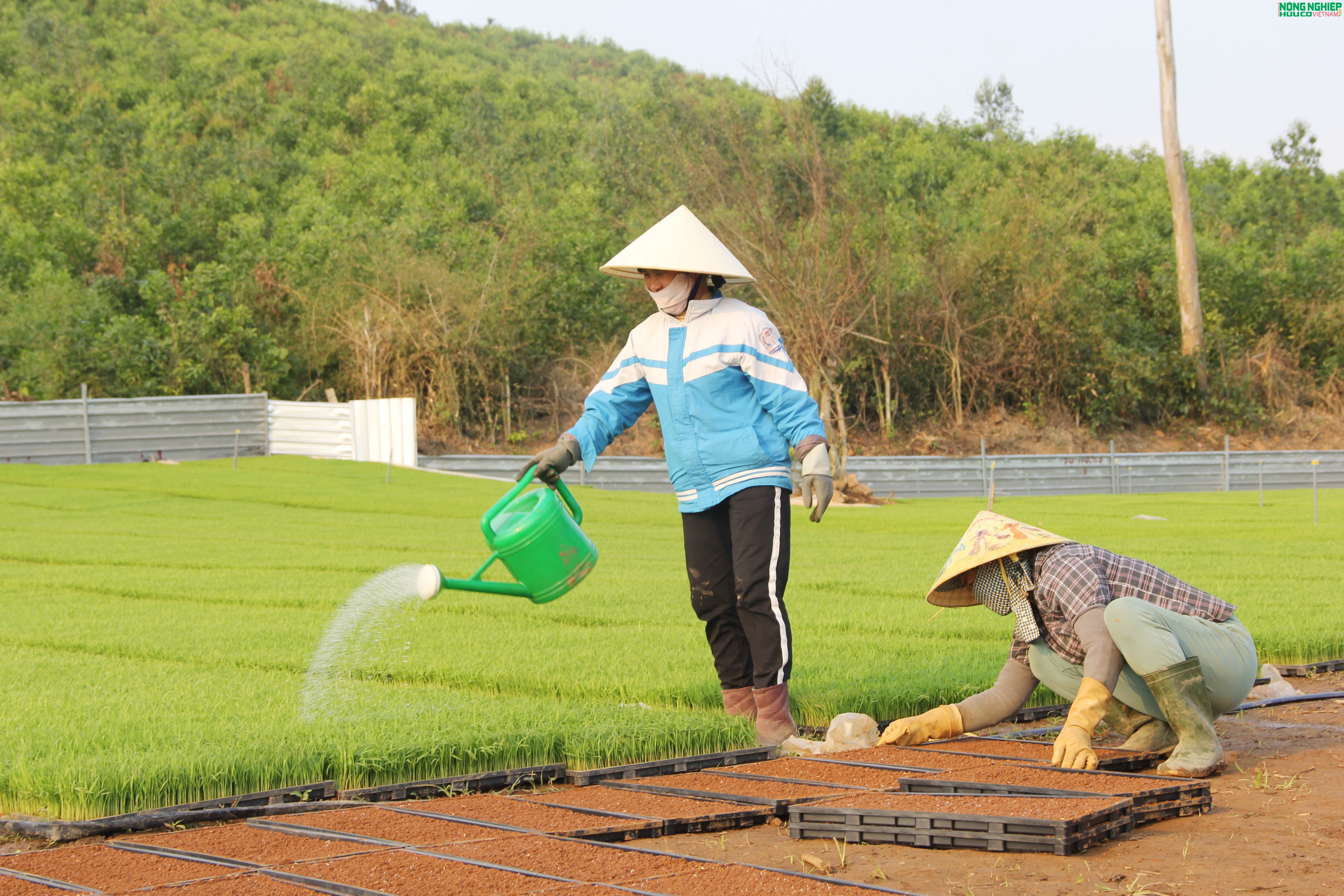Nông dân xã Bình Minh tiên phong ứng dụng khoa học kỹ thuật, gieo mạ khay quy mô lớn