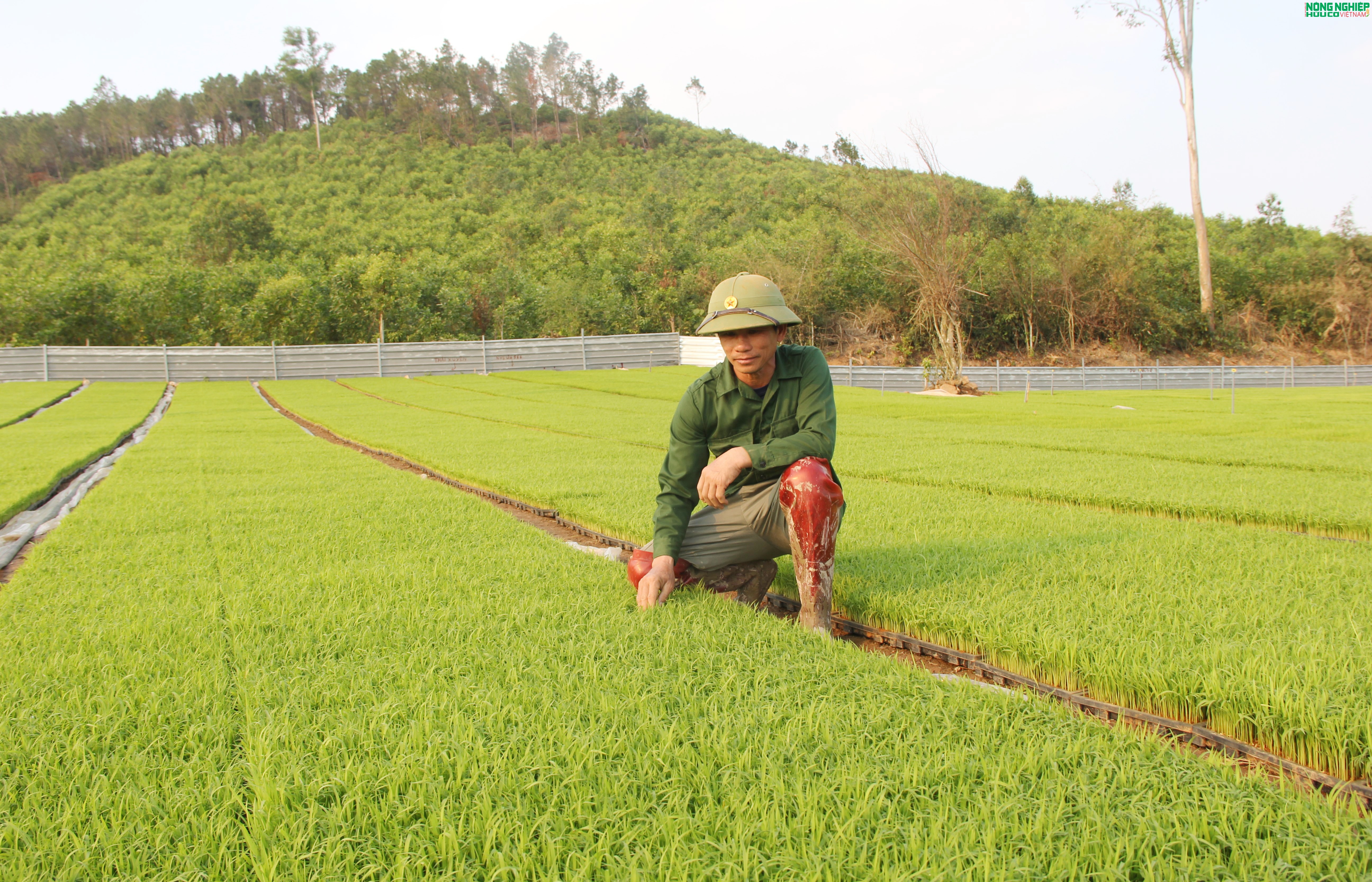 Nông dân xã Bình Minh tiên phong ứng dụng khoa học kỹ thuật, gieo mạ khay quy mô lớn