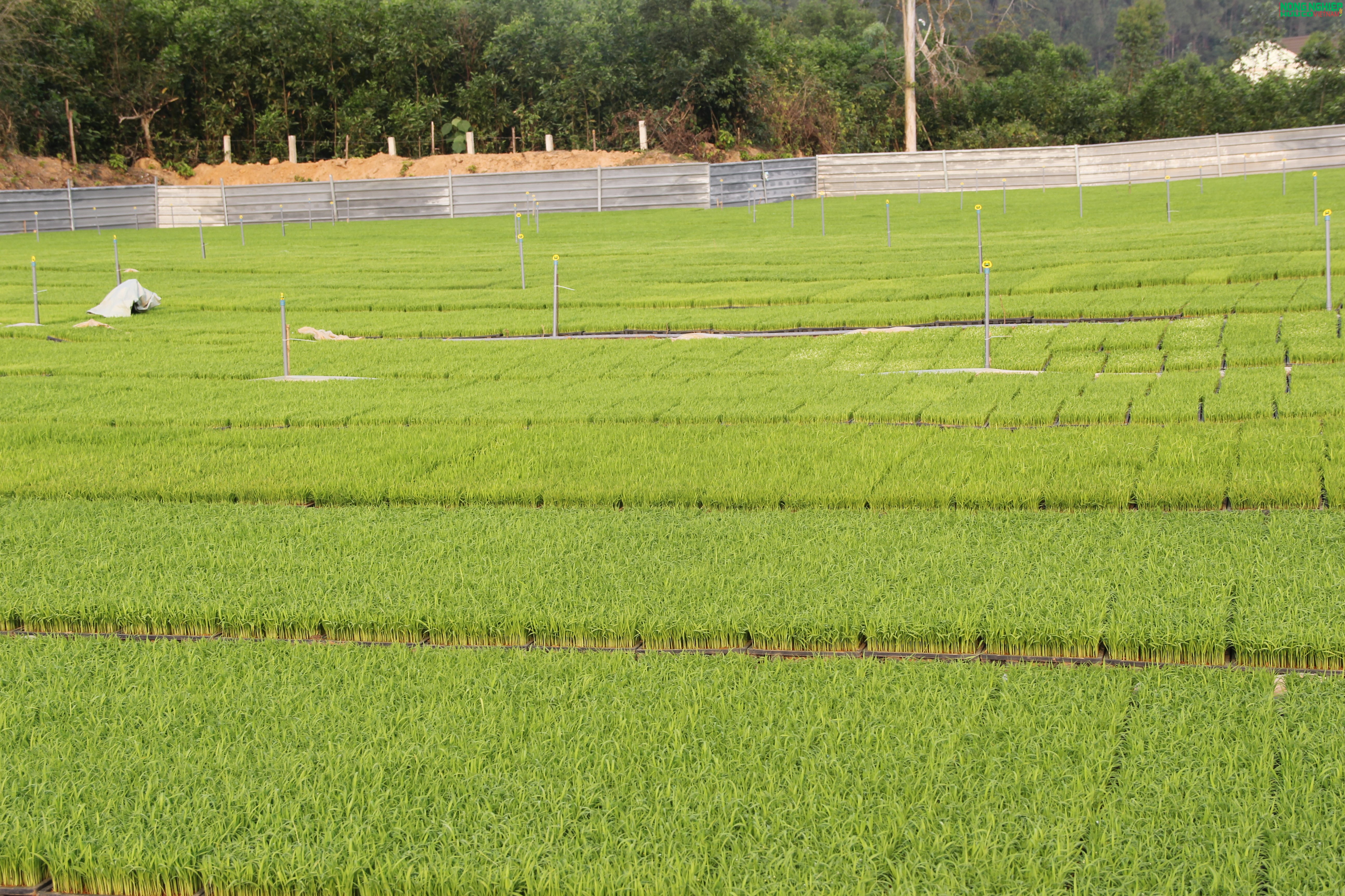 Nông dân xã Bình Minh tiên phong ứng dụng khoa học kỹ thuật, gieo mạ khay quy mô lớn