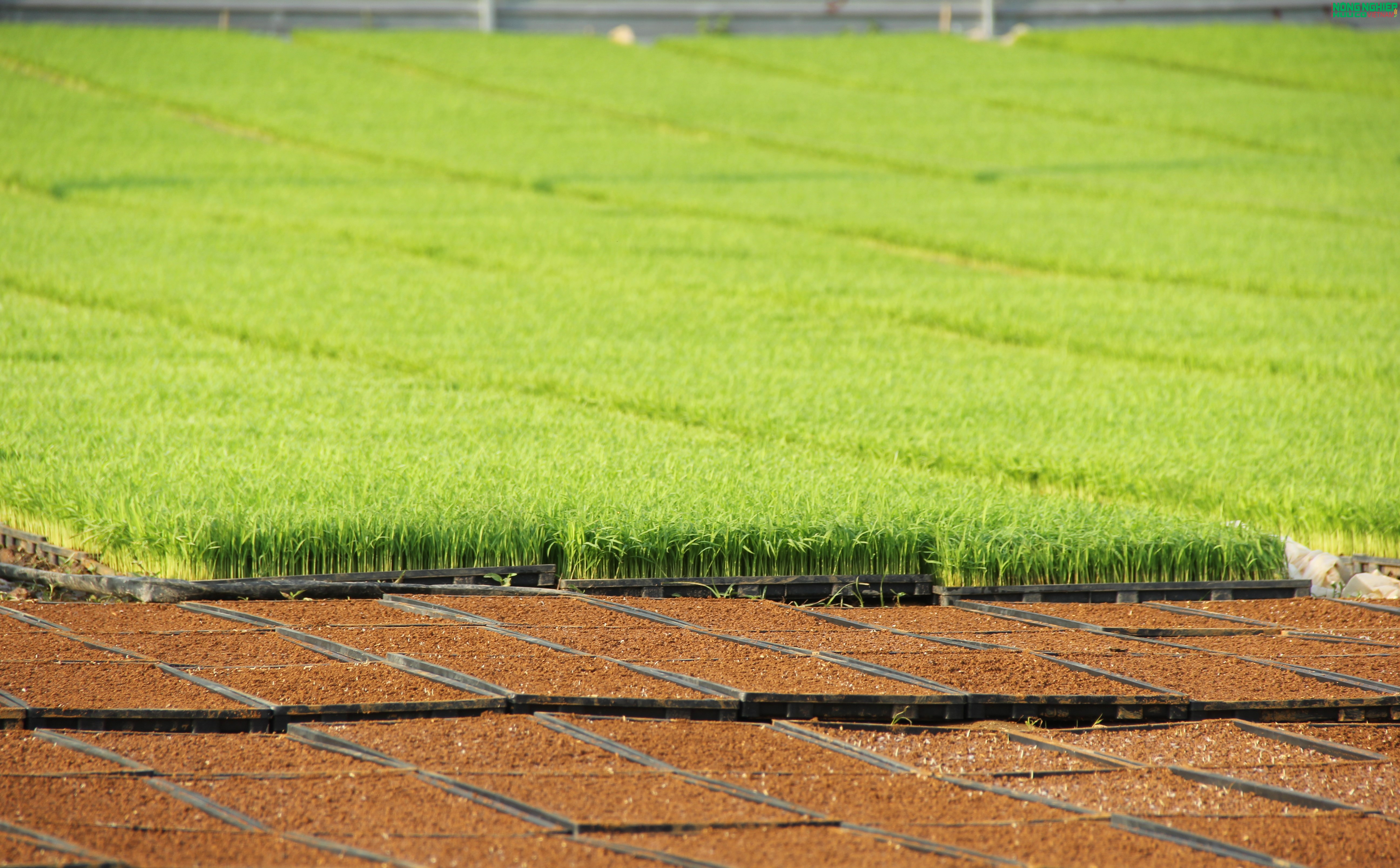 Nông dân xã Bình Minh tiên phong ứng dụng khoa học kỹ thuật, gieo mạ khay quy mô lớn