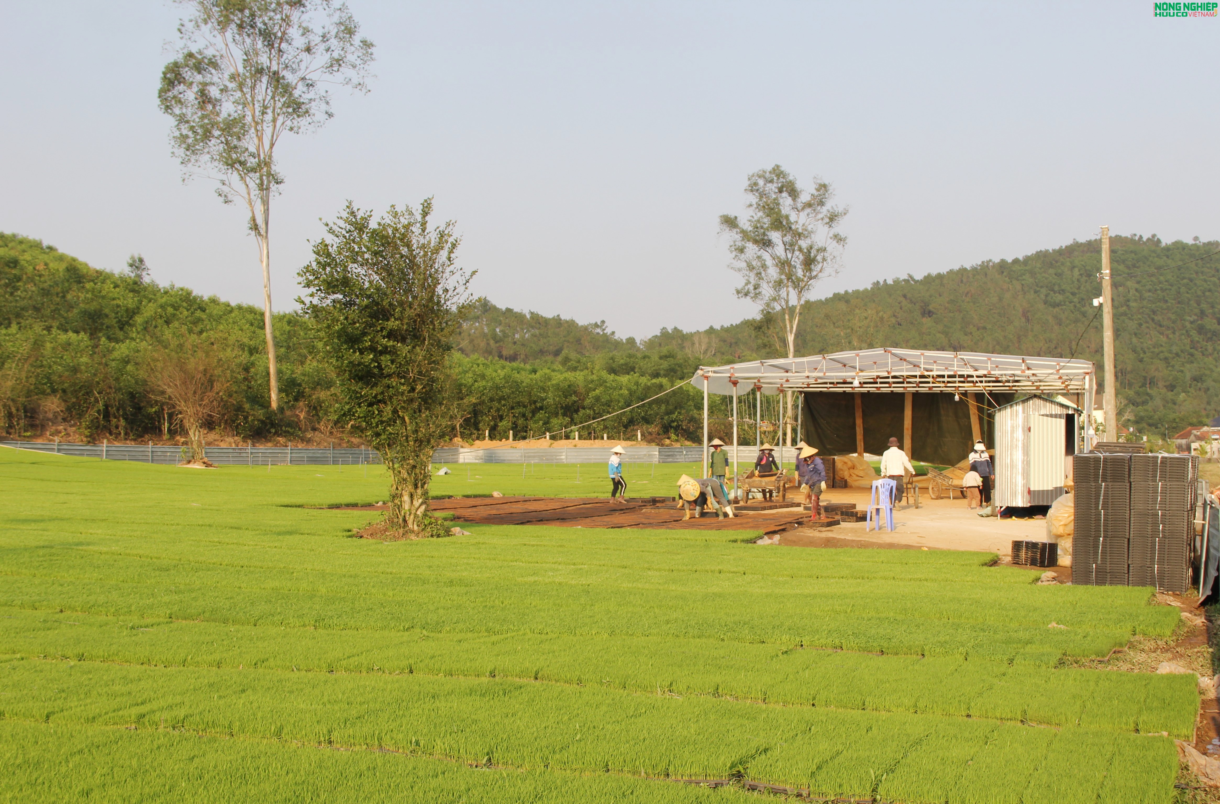Nông dân xã Bình Minh tiên phong ứng dụng khoa học kỹ thuật, gieo mạ khay quy mô lớn