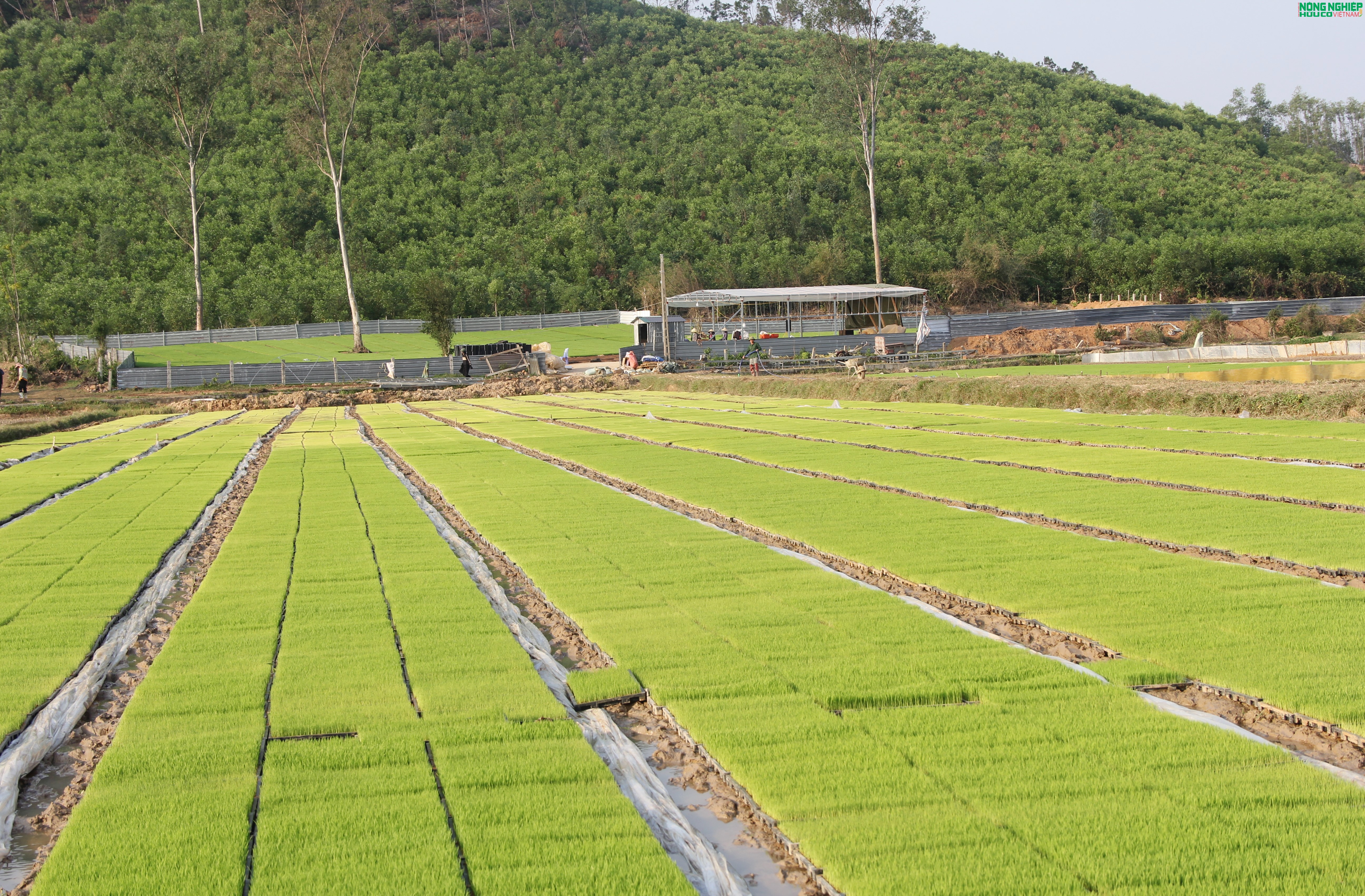 Nông dân xã Bình Minh tiên phong ứng dụng khoa học kỹ thuật, gieo mạ khay quy mô lớn