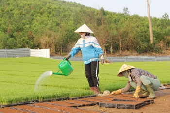 Tiên phong ứng dụng khoa học kỹ thuật, gieo mạ khay quy mô lớn