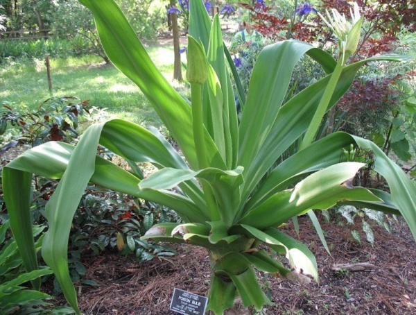 Kỹ thuật trồng cây đại tướng quân làm thuốc quý