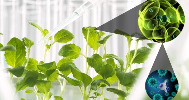 Từ nền tảng khoa học đến ứng dụng phân bón nano trong nông nghiệp