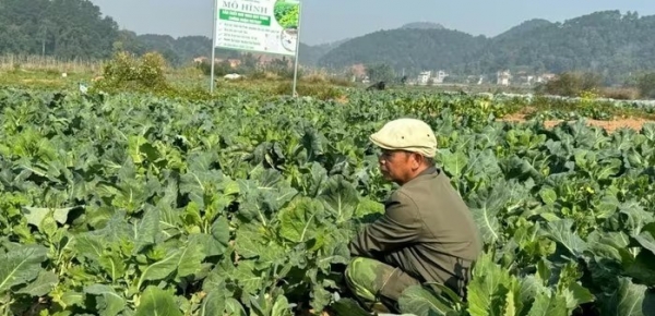 Năng suất tăng nhờ mở rộng trồng rau theo tiêu chuẩn VietGAP