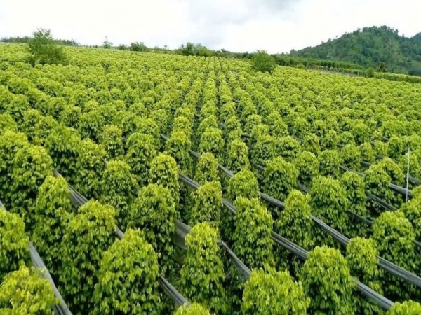 Gia tăng giá trị từ chuỗi liên kết sản xuất hồ tiêu bền vững