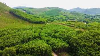 Cần làm rõ quy trình đấu giá khai thác gỗ rừng trồng ở Quảng Trị