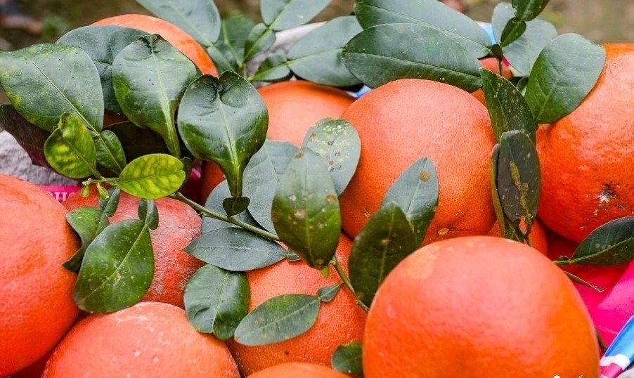 Bưởi đỏ tiến vua Thanh Hóa "cháy hàng" trước Tết, thương lái đặt cọc từ sớm