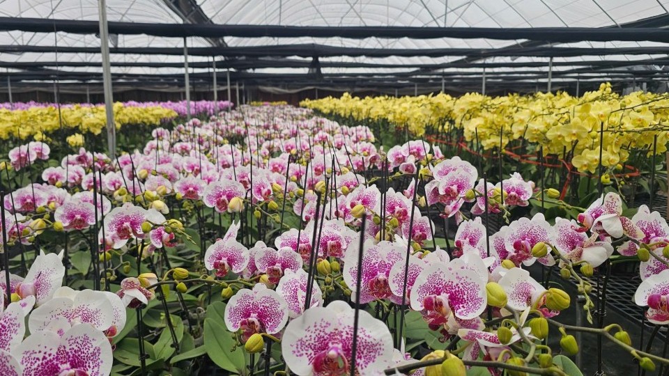 Hải Phòng: Các vườn lan rực rỡ đón Tết Bính Ngọ