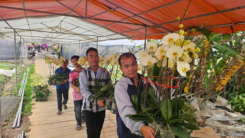 Hải Phòng: Các vườn lan rực rỡ đón Tết Bính Ngọ