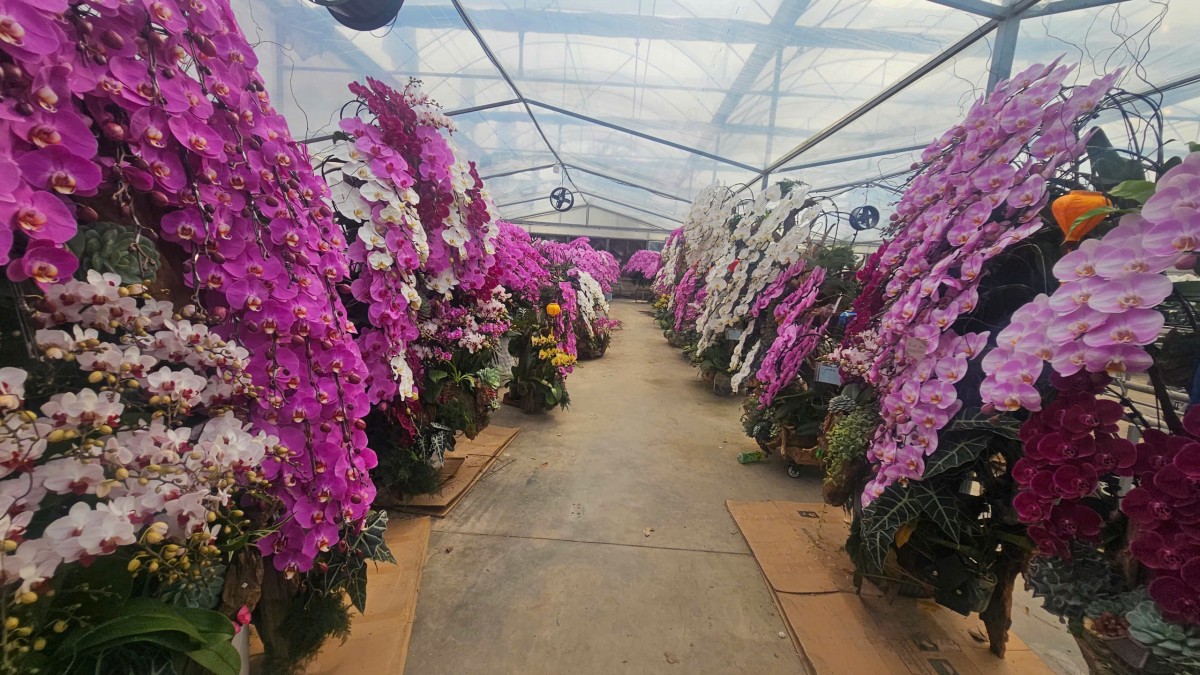 Hải Phòng: Các vườn lan rực rỡ đón Tết Bính Ngọ