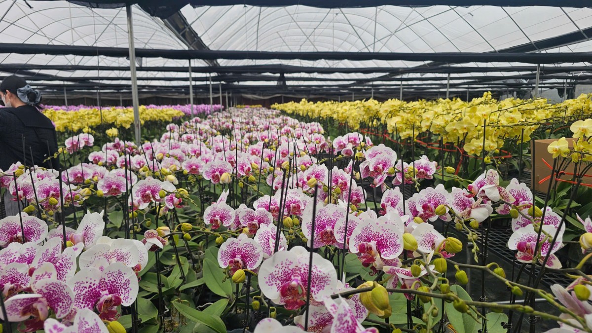 Hải Phòng: Các vườn lan rực rỡ đón Tết Bính Ngọ