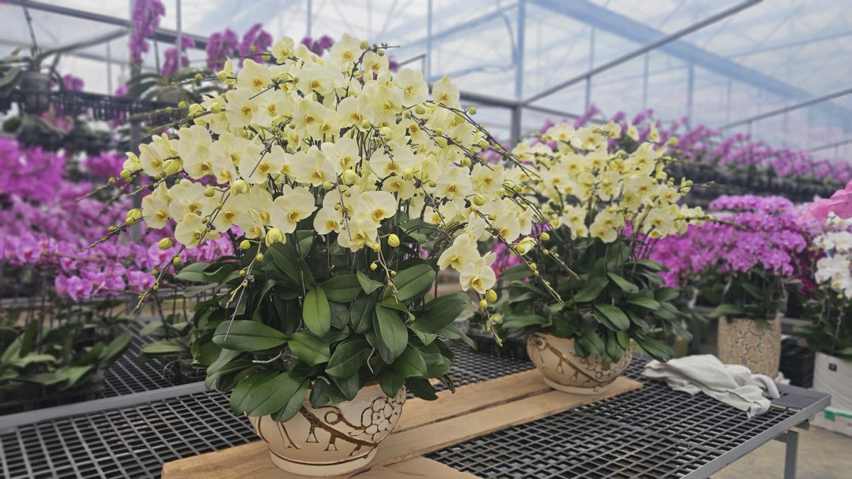 Hải Phòng: Các vườn lan rực rỡ đón Tết Bính Ngọ