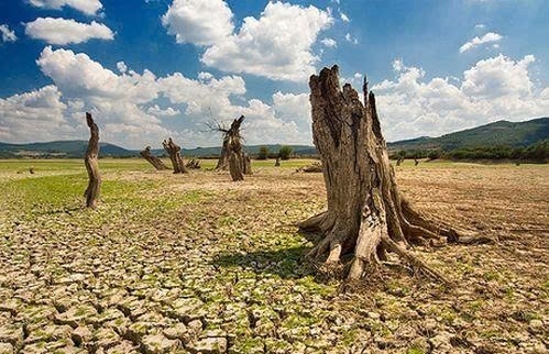 Lâm Đồng triển khai đồng bộ Chương trình hành động chống sa mạc hóa đến năm 2030, tầm nhìn 2050