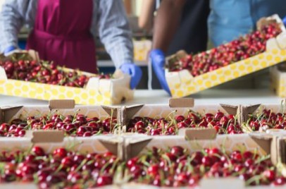 Ngành xuất khẩu Chile lo ngại trước sức mua sụt giảm từ Trung Quốc