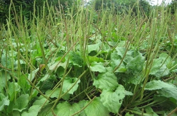 Uống nước mã đề có thực sự giúp giảm sỏi thận?