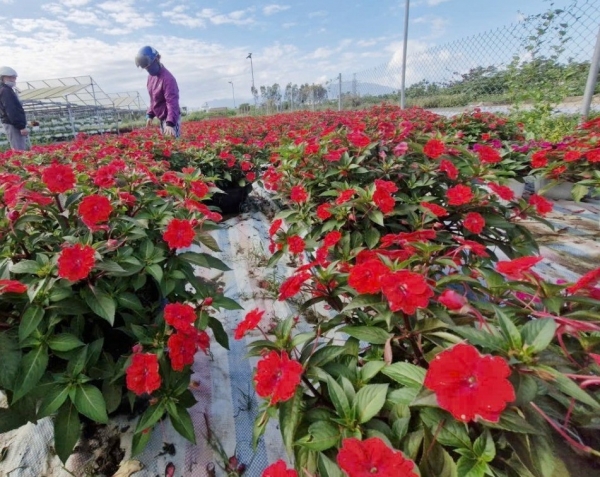 Người trồng hoa Tết ở Đà Nẵng phấn khởi vì sức mua tăng