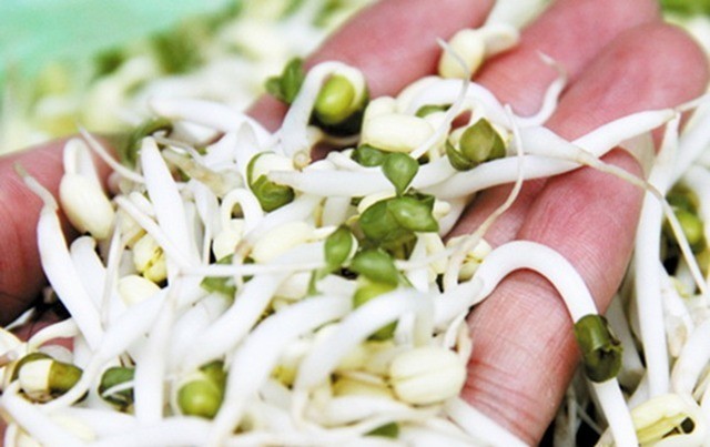 Giá đỗ ngâm hóa chất vẫn tươi cả tháng: 6 cách nhận biết để tránh rước họa