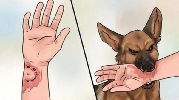 Lâm Đồng khẩn trương triển khai các biện pháp phòng, chống bệnh Dại tại địa phương nguy cơ cao