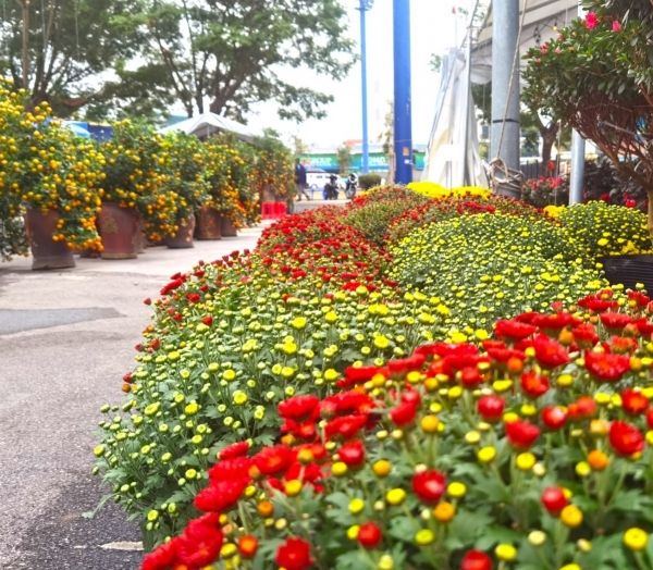 phuong uong bi quang ninh ruc ro cho hoa xuan binh ngo 2026