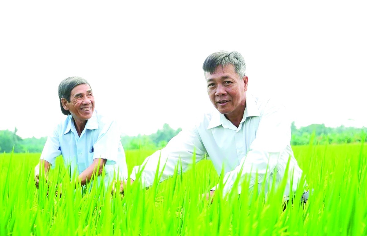 Tiên phong liên kết sản xuất lúa chất lượng cao, phát thải thấp