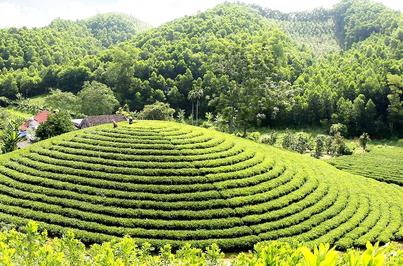“Thủ đô” chè Thái Nguyên vào xuân