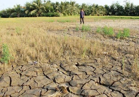 Thủ tướng Chính phủ chỉ đạo chủ động ứng phó xâm nhập mặn, hạn hán và nguy cơ cháy rừng